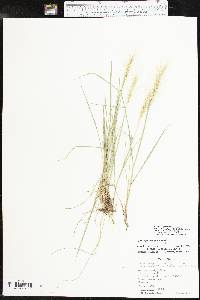 Elymus elymoides subsp. brevifolius image