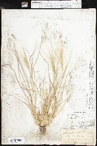 Elymus elymoides subsp. brevifolius image