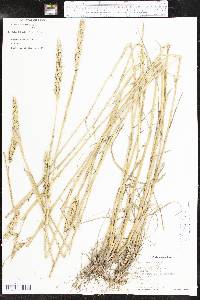 Elymus virginicus var. virginicus image