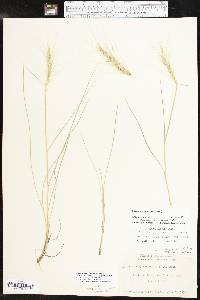 Elymus elymoides subsp. brevifolius image