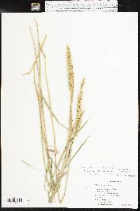 Elymus virginicus var. jejunus image