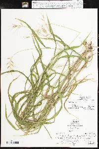 Elymus hystrix image