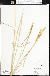 Elymus virginicus var. jejunus image