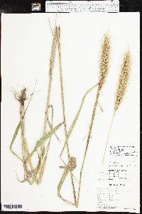 Elymus glabriflorus image