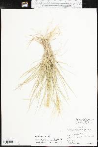 Elymus elymoides subsp. brevifolius image