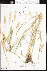 Elymus macgregorii image