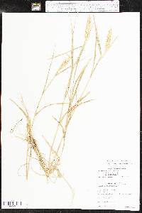 Elymus virginicus var. virginicus image