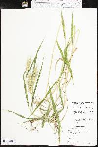 Elymus macgregorii image