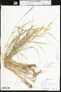 Elymus virginicus var. jejunus image