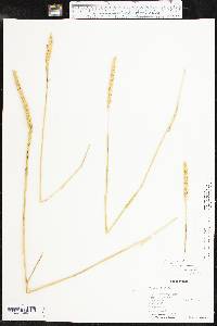 Elymus curvatus image