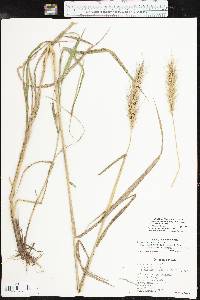 Elymus glabriflorus image