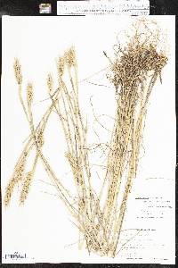 Elymus virginicus var. virginicus image