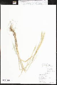 Elymus virginicus var. virginicus image