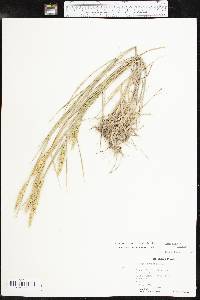 Elymus virginicus var. jejunus image