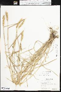 Elymus virginicus var. jejunus image