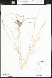 Elymus virginicus var. virginicus image