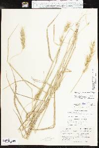 Elymus macgregorii image