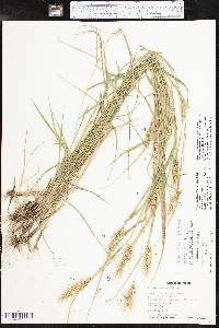 Elymus glabriflorus image