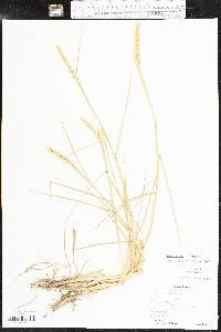 Elymus virginicus var. virginicus image