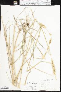 Elymus virginicus var. jejunus image