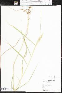 Elymus virginicus var. virginicus image