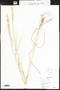 Elymus virginicus var. virginicus image