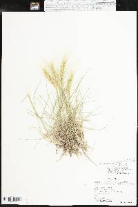 Elymus elymoides subsp. brevifolius image