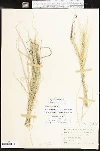 Elymus elymoides subsp. brevifolius image