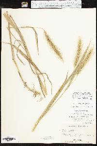 Elymus glabriflorus image