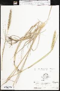 Elymus virginicus var. jejunus image