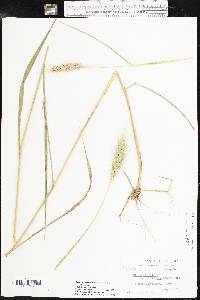 Elymus glabriflorus image