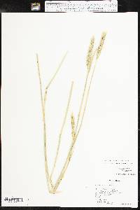 Elymus virginicus var. jejunus image