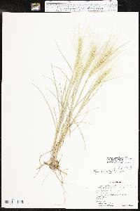 Elymus elymoides subsp. brevifolius image