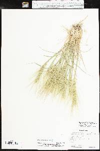 Elymus elymoides subsp. brevifolius image