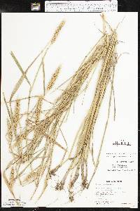 Elymus virginicus var. jejunus image