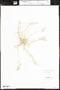 Eragrostis barrelieri image