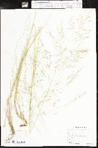 Eragrostis curvula image