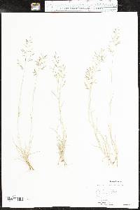 Eragrostis barrelieri image