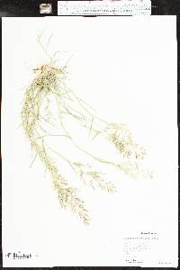 Eragrostis barrelieri image