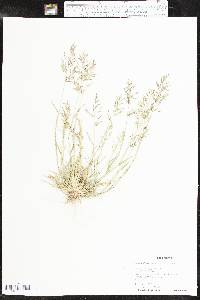 Eragrostis barrelieri image