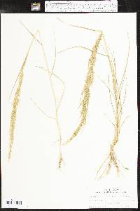 Eragrostis japonica image