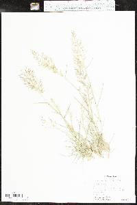 Eragrostis barrelieri image