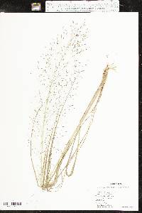 Eragrostis trichodes image