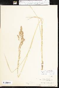 Eragrostis secundiflora image