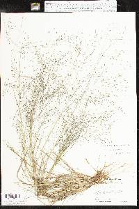 Eragrostis intermedia image