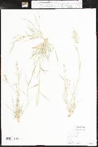 Eragrostis barrelieri image