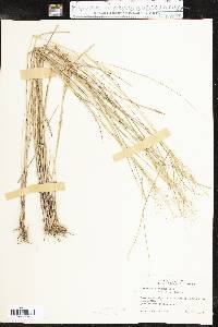 Eragrostis lugens image