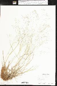 Eragrostis intermedia image