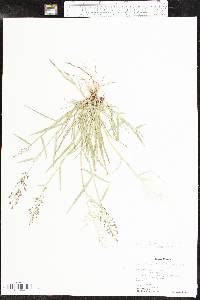 Eragrostis barrelieri image