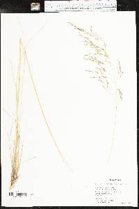 Eragrostis curvula image